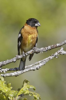 Black-headed Grosbeak (Pheucticus melanocephalus) male, British Columbia, Canada