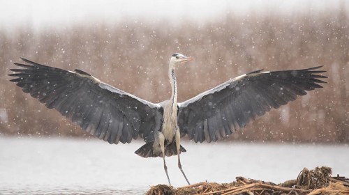 Grey Heron (Ardea cinerea) in snow drift, Subotica, Serbia