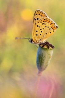 Brauner Feuerfalter (Lycaena tityrus), auch als Schwefelvöglechen bezeichnet