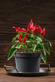 A lush chili pepper plant displays an array of bright red peppers atop green leaves in a black pot.