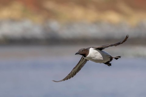 Common guillemot (Uria aalge), in flight, Hornoya, Varangerfjord, Norway