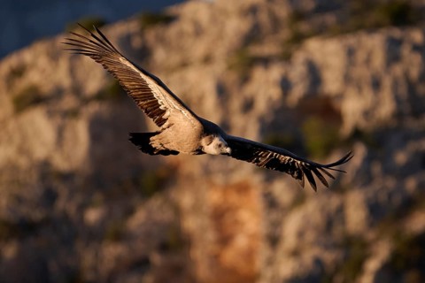 A Griffon Vulture gracefully soars over the rugged landscapes of Alicante, Spain Captured in the