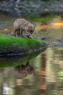 One young red fox, Vulpes vulpes, walking over a mossy rock in a shallow forest creek in late light