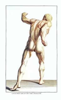 Anatomy, symbolic, man, back view of the gladiator in the Villa Borghese, Rome, Italy, anatomical