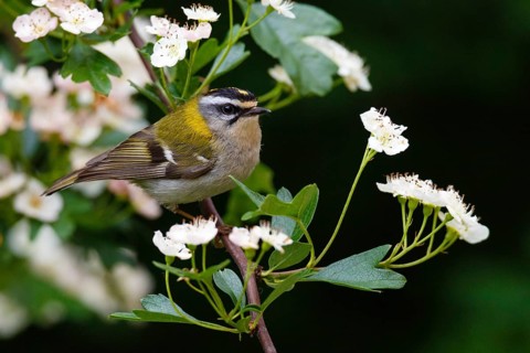 Common Firecrest (Regulus ignicapilla), Asturias, Spain