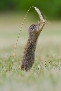 European ground squirrel (Spermophilus citellus) reaches for corn ear, Neusiedeler See National
