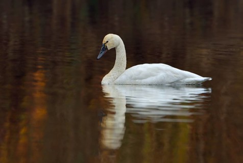 Tundra Swan (Cygnus columbianus)