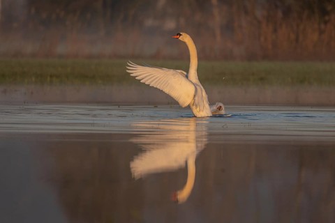 Mute Swan (Cygnus olor) stands on the water and flaps its wings. Soft light illuminates the scenery