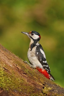 Great Spotted Woodpecker (Dendrocopos major) male, Carinthia, Austria