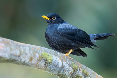 Yellow-legged Thrush (Turdus flavipes) perched on a branch in Colombia, South America
