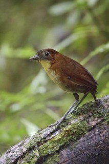 Yellow-breasted Antpitta (Grallaria flavotincta), Ecuador