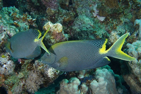 Spotted rabbitfish (Siganus stellatus laqueus)