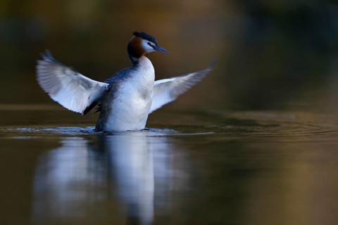 Great Crested Grebe (Podiceps cristatus) spreading wings, North Rhine-Westphalia, Germany