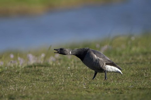 Ringelgans (Branta bernicla bernicla), Brent Goose, drohender Altvogel, April, Insel Texel,