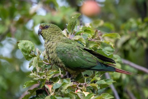 Free-living Emerald Parakeet (Enicognathus ferrugineus) in an apple tree, seen in Nahuel Huapi