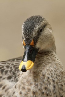 Indian Spot-billed Duck (Anas poecilorhyncha), Hamburg, Germany
