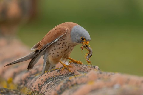 Lesser kestrel (Falco naumanni), male, with scolopender, Extremadura, Spain