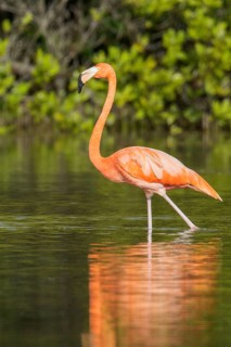 American flamingo (Phoenicopterus ruber) feeding in a lagoon in Cuba