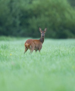 Roe deer (Capreolus capreolus), doe standing in a meadow and looking attentively, wildlife, Lower