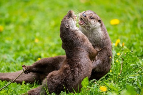 Eurasian otter (Lutra lutra) playing with each other in the grass, Bavaria, Germany
