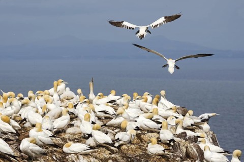 Northern Gannet (Morus bassanus), Scotland, United Kingdom