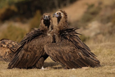 Two Cinereous vultures sit closely together, their dark brown feathers blending seamlessly with the