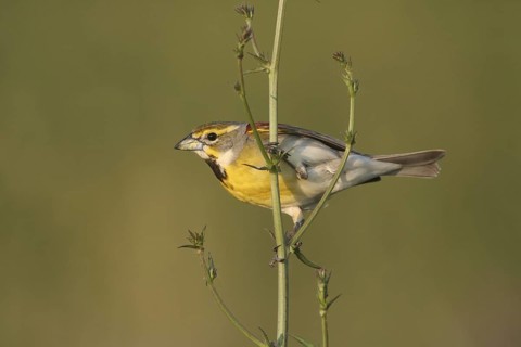 Dickcissel (Spiza americana), Ohio, USA