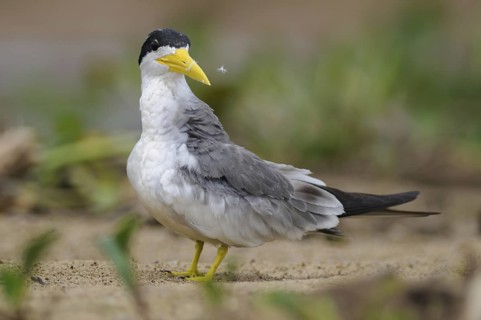 Large-billed Tern (Phaetusa simplex), Pantanal, Brazil
