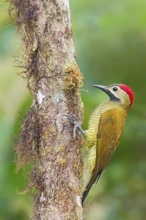 Golden-olive Woodpecker (Piculus rubiginosus) perched on a branch in Colombia, South America