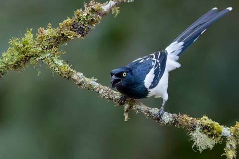 Magpie Tanager (Cissopis leveriana) perched on a branch in the Atlantic Rainforest of Brazil