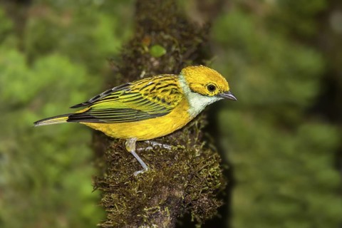Silver-throated Tanager Tangara icterocephala Las Cruces OTS Station, San Vito, COSTA RICA 5