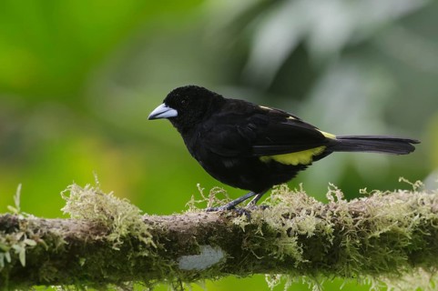 Lemon-rumped Tanager (Ramphocelus icteronotus) male perched on a mossy branch, Pichincha, Ecuador