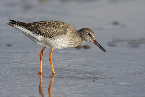 Common Redshank (Tringa totanus) foraging, Lower Saxony, Germany