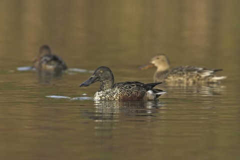 Northern Shoveler (Spatula clypeata), British Columbia, Canada