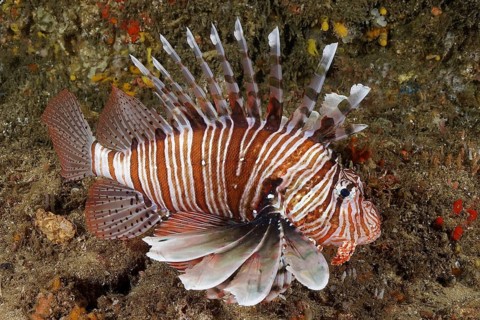 Common lionfish (Pterois miles)