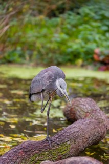 A Grey Heron, Ardea cinerea, stands on a log lying in a pond, scratching his head. Fresh green
