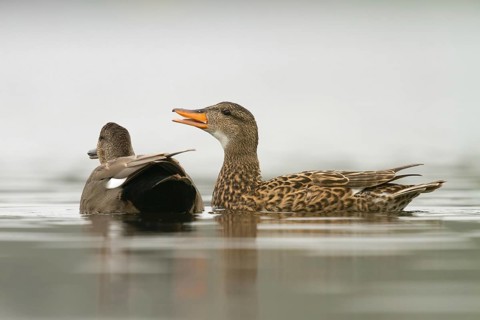 Gadwall (Mareca strepera) pair courting, Utrecht, Netherlands