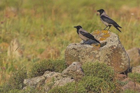 Hooded Crow (Corvus cornix), Lesvos, Greece