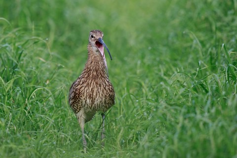 Eurasian Curlew (Numenius arquata) female calling, North Rhine-Westpalia, Germany
