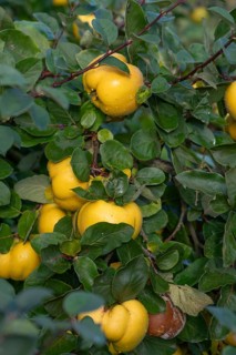 Ripe quinces (Cydonia oblonga) on the tree, Mecklenburg-Western Pomerania, Germany