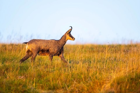 Chamois (Rupicapra rupicapra) on a meadow in the Vosges Mountains, wildlife, France