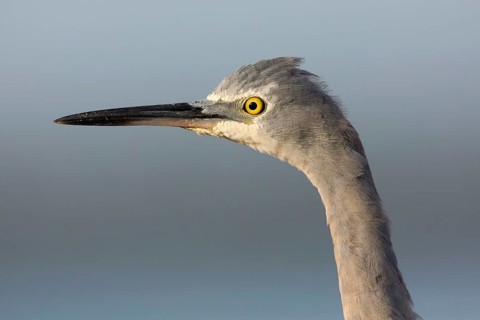 White-faced Heron (Egretta novaehollandiae), Victoria, Australia