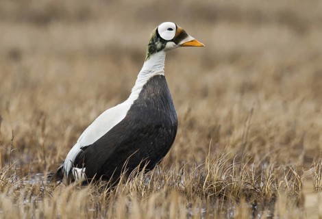 Spectacled Eider (Somateria fischeri) male, Alaska, USA