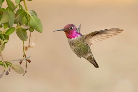 Anna's Hummingbird (Calypte anna) male hovering, Texas, USA