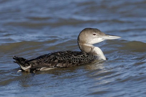 Great Northern Loon (Gavia immer), Texas, USA