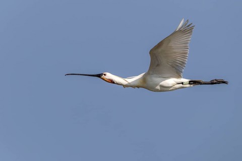 Eurasian Spoonbill (Platalea leucorodia) flying, Texel, Netherlands
