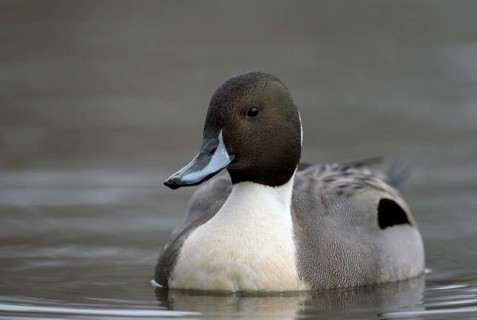 Spiessente (Anas acuta), Pintail, Maennchen, Erpel, Februar, Oberhausen, Ruhrgebiet,