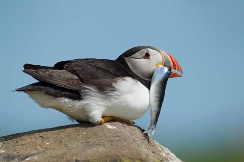 Atlantic puffin (Fratercula arctica) adult auk seabird bird on a rock with a fish in its beak in