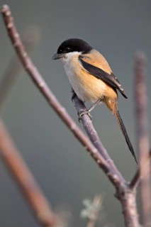 Long-tailed Shrike (Lanius schach tricolor) perched on a branch, Punakha, Bhutan
