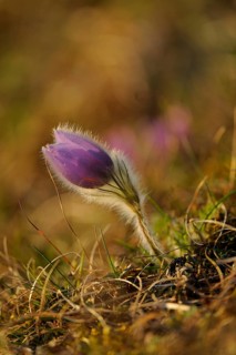 Fluffy purple flower unfolds among grass in the light, Pasque flower (Pulsatilla vulgaris), Upper